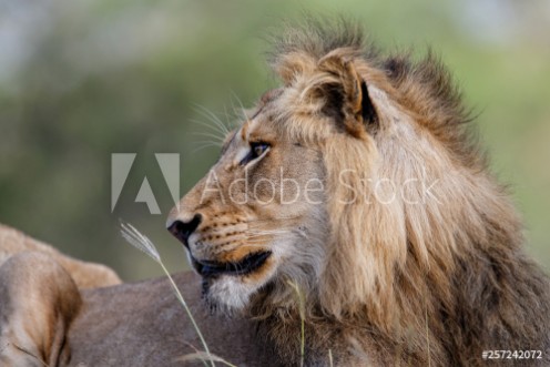 Picture of Portrait of a male lion in Sabi Sands Game Reserve in the Greater Kruger Region in South Africa